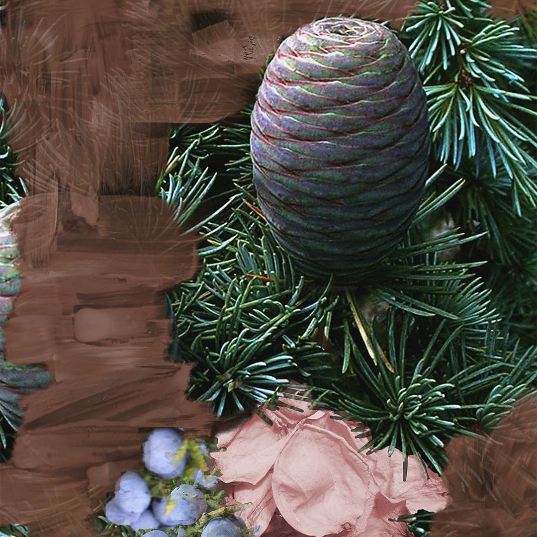 Super Cedar Eau de Parfum - Image 4