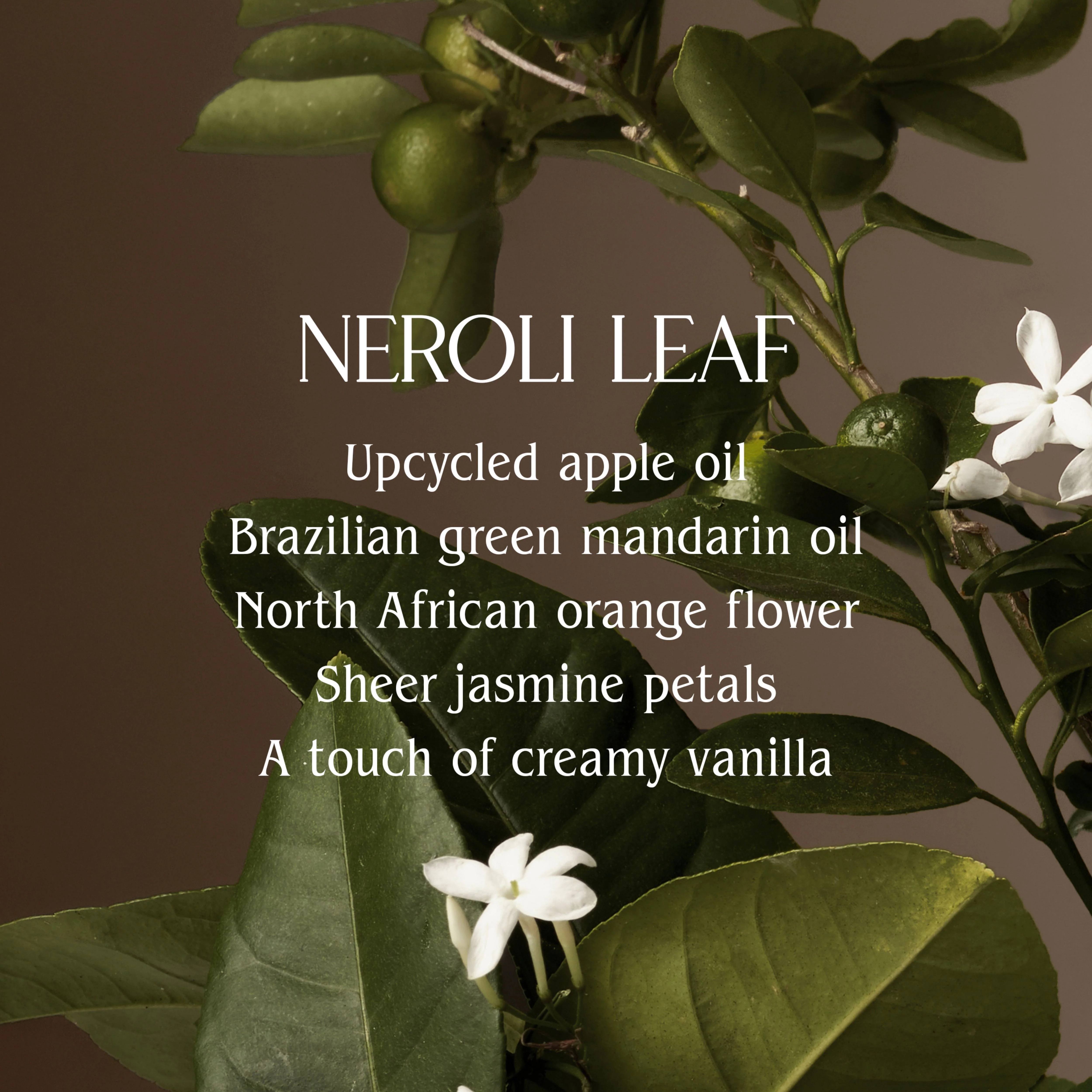 Neroli Leaf Dish Soap - Image 2
