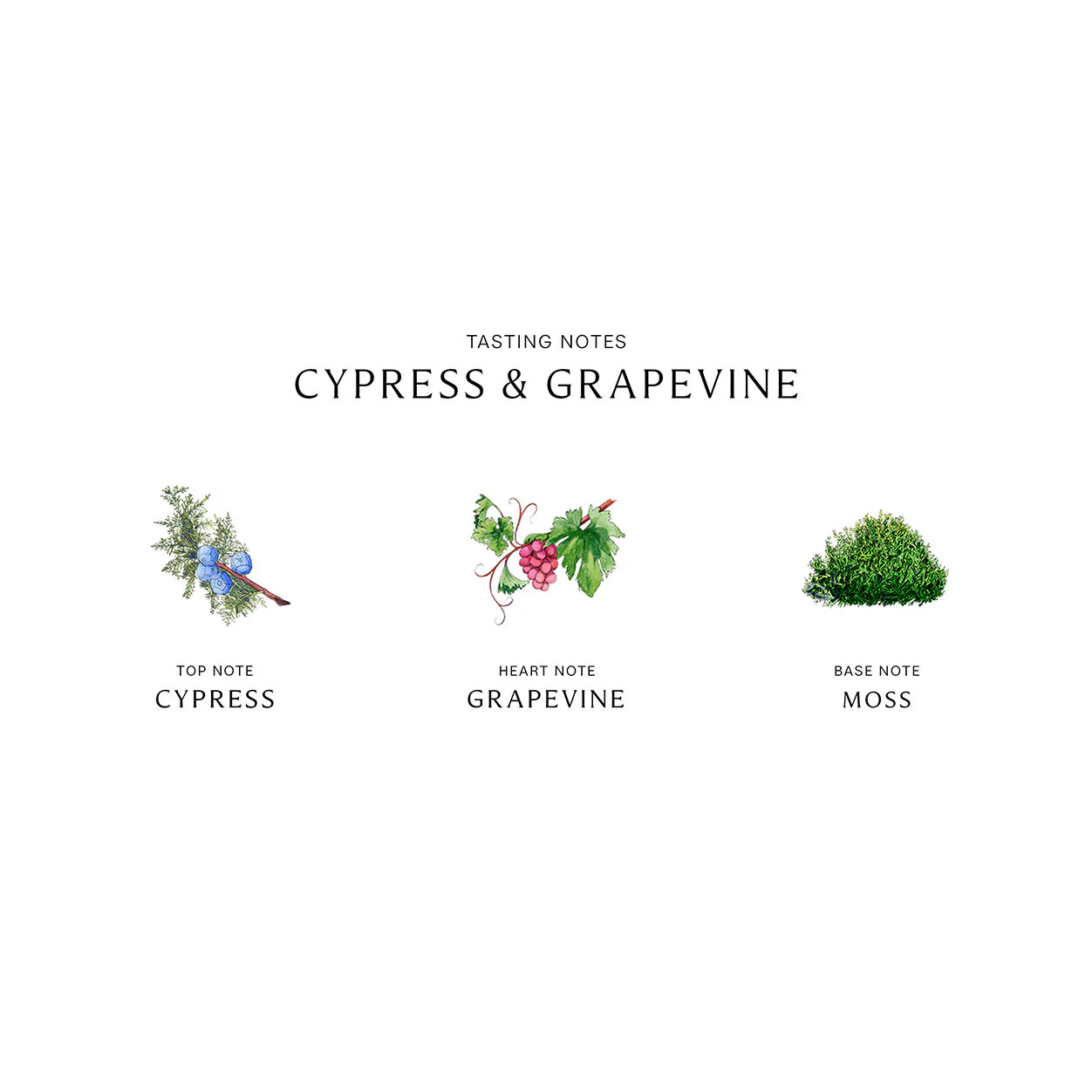 Cypress and Grapevine Cologne Intense - Image 4