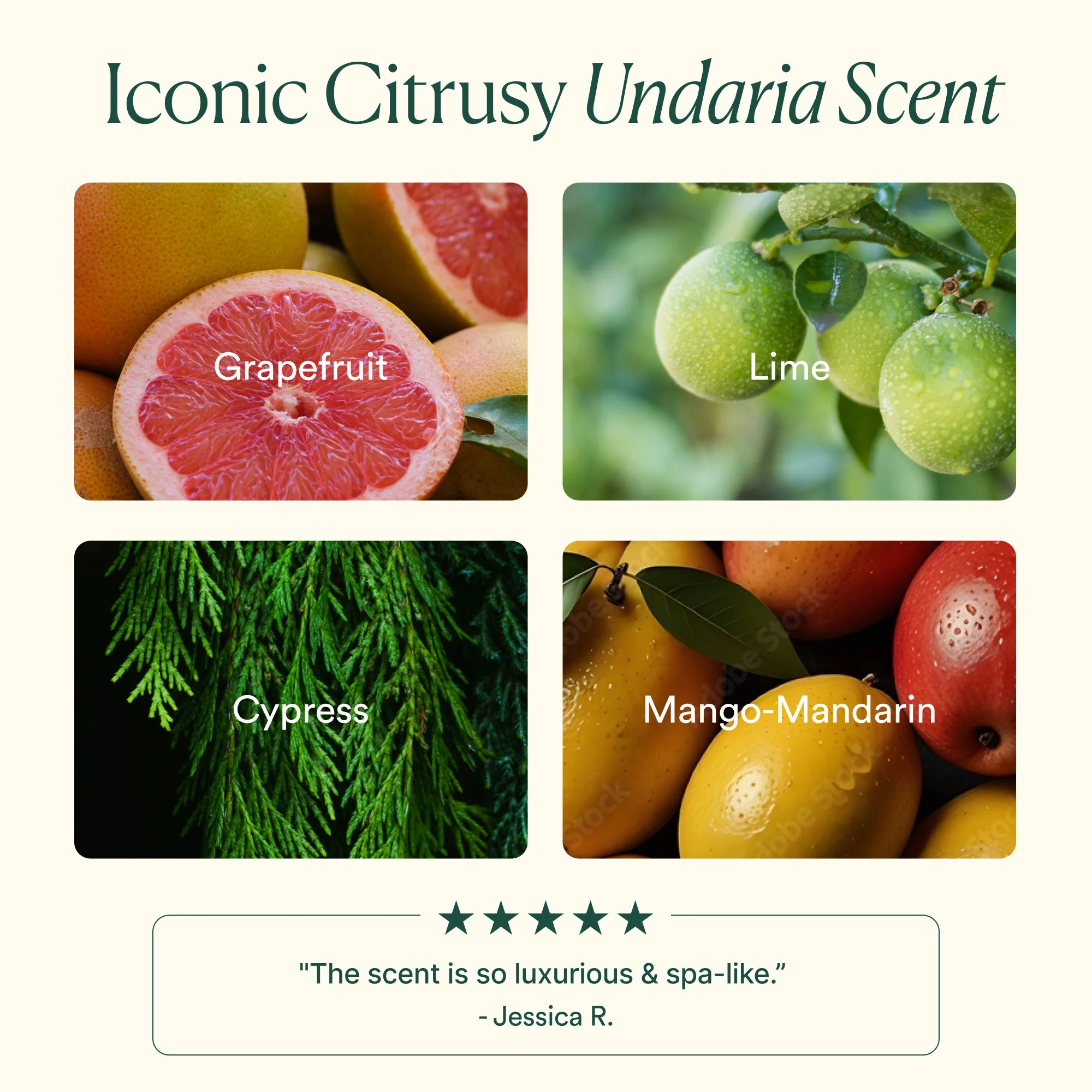Undaria Algae Body Butter - Image 17
